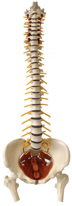 Flexible Wirbelsäule mit Beckenbodenmuskeln