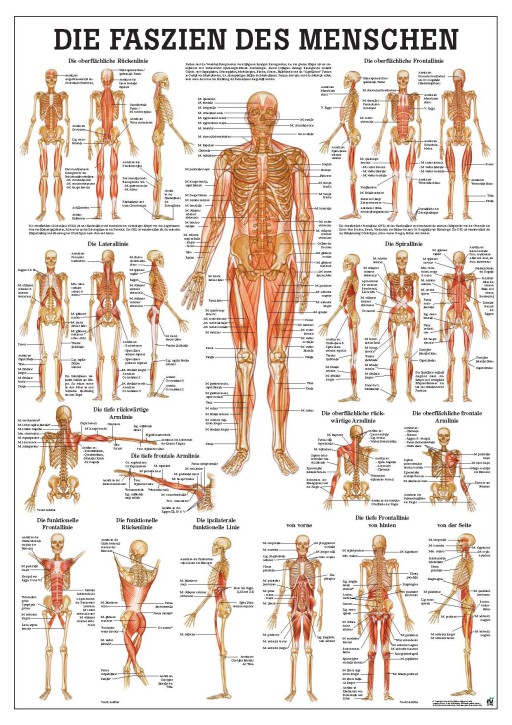 Rudiger Anatomie Um Den Menschen Besser Zu Verstehen