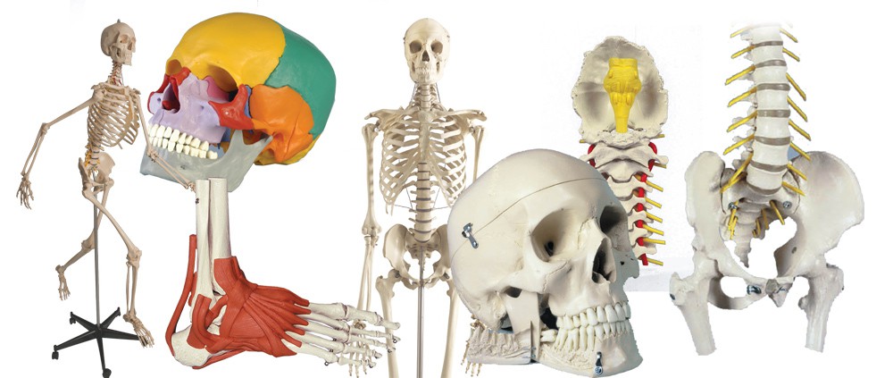 Skelettemodelle