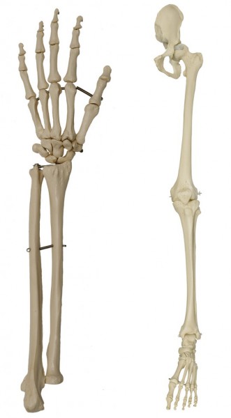 Arm & Bein Skelette