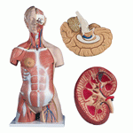 Anatomie Modelle