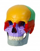 Didactic Skulls