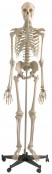 Standard Skelette