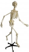 Flexible Skeletons