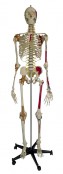 Muskel Skelette