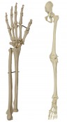 Arm & Leg Skeletons