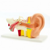 Ear Models