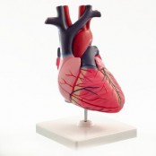 Heart & Vascular System