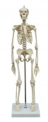 Mini Skeletons