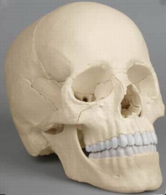 Osteopathie Schädelmodell, 22-teilig, anatomische Ausführung