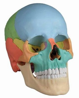 Osteopathic Skull Model, 22 part, didactical version