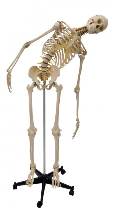 Anatomical Model - Flexible Skeleton