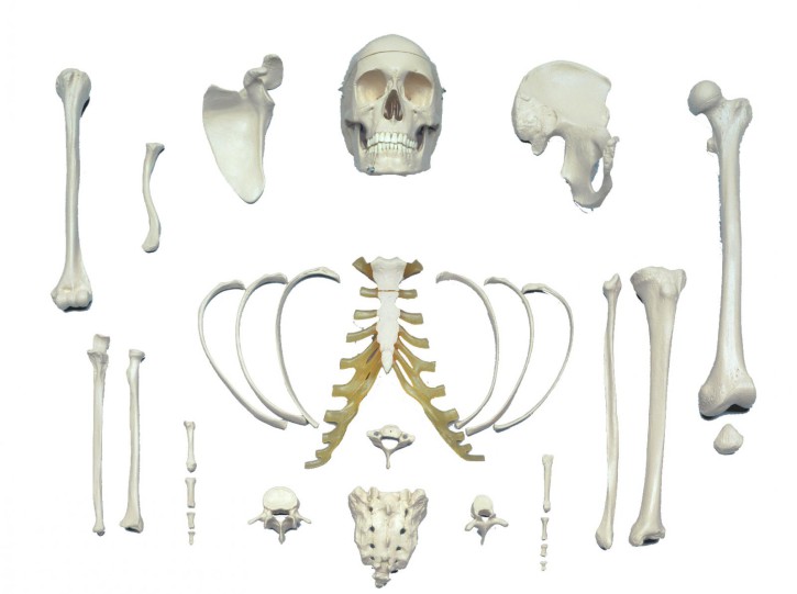 Bone Set - Satz repräsentativer Knochen