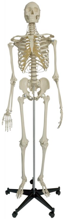 Spezial-Skelett für besonders hohe Beanspruchung