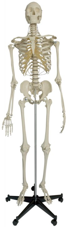 Anatomical Model - Special Skeleton