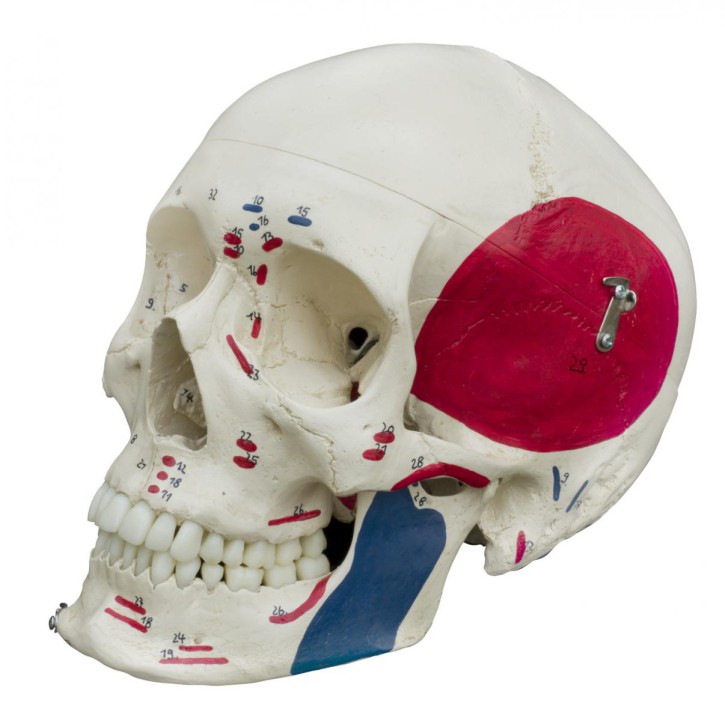 Anatomical Model - Painted Skull