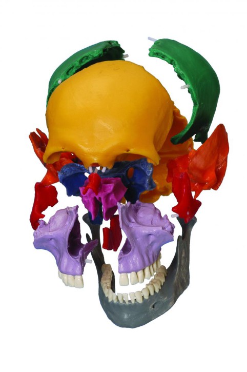 Anatomical Model - snap skull coloured, 18 parts