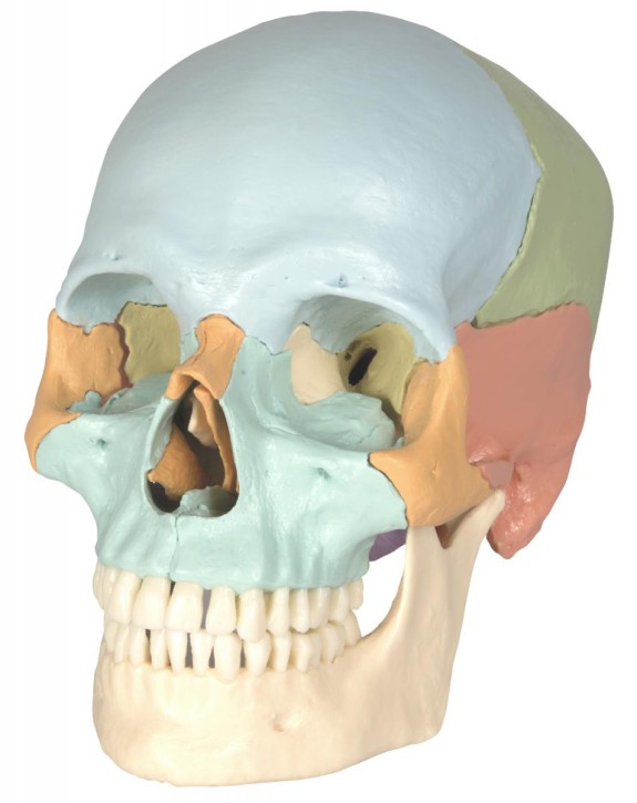 Snap skull pastell coloured, 18 parts