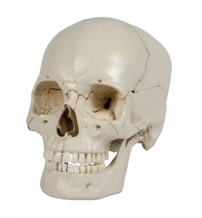 Magnt skull white, 18 parts