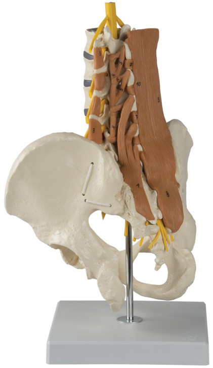 Male pelvis with lumbar spine and muscles of the lumbar spine