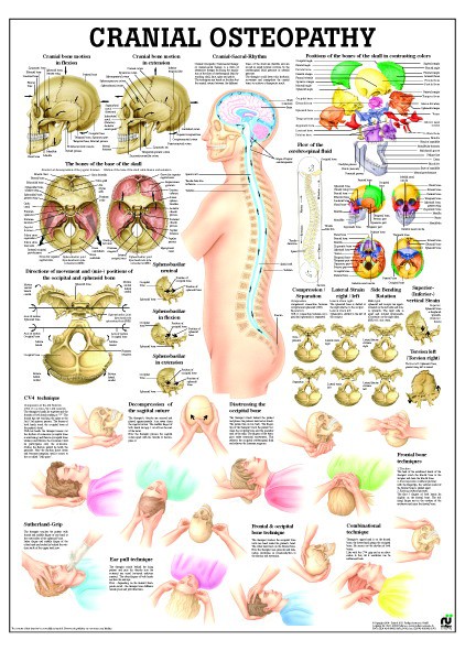 Cranial Osteopathy 50 x 70 cm, laminiert