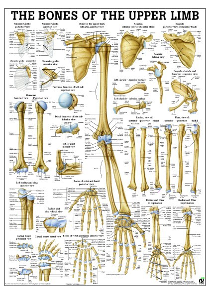 Bones of lower limb