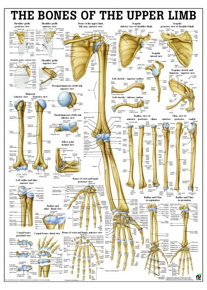 Muscles of the Leg, english, 50 x 70 cm, paper-PO56e