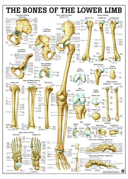 Bones of lower limb 50 x70 cm