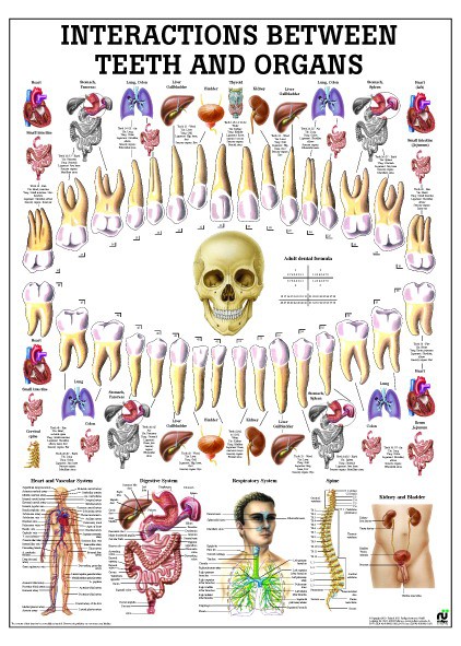 Relationship Teeth-Organs 50 x 70 cm, laminiert