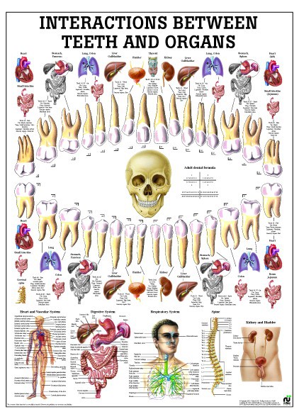 Relationship Teeth-Organs 50 x 70 cm, laminated