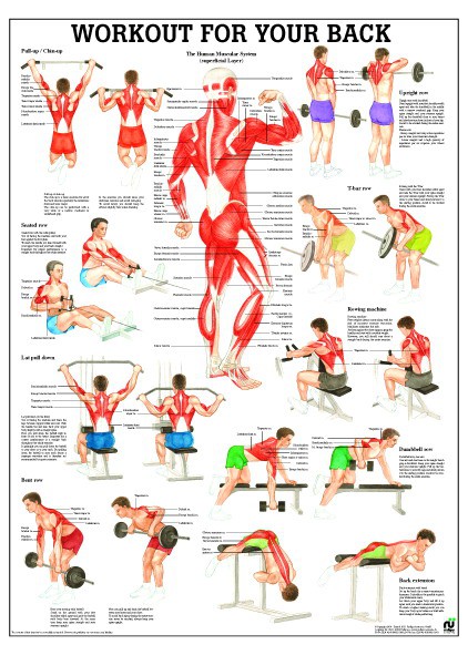 Workout for your back 50 x70 cm