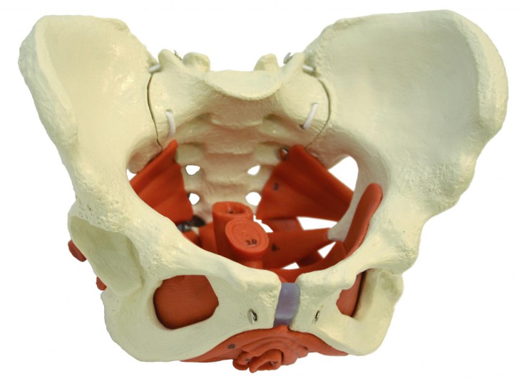 Female pelvis with pelvic floor muscles