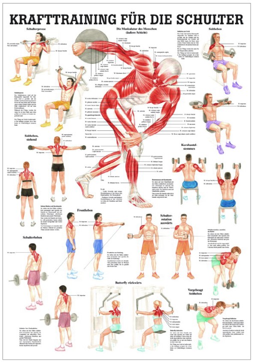 Krafttraining für die Schulter 24 x 34 cm, laminiert