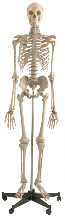 Anatomical Model - Skeleton