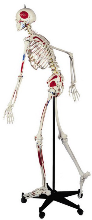 Anatomical Model - Flexible Skeleton with Muscle painting