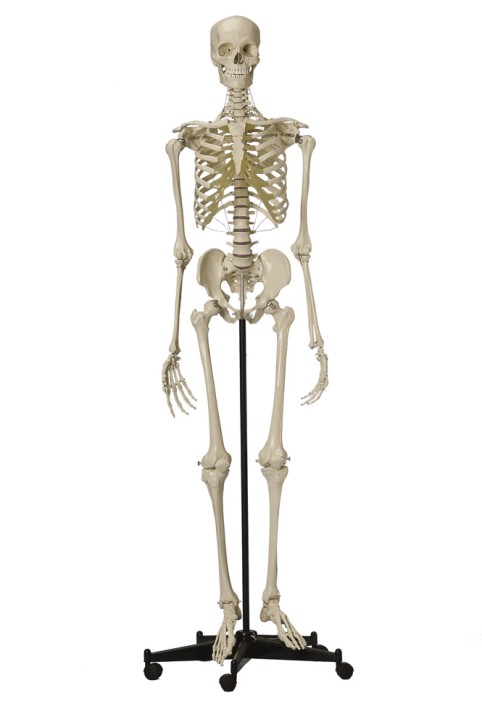 Anatomical Model - Skeleton with white snap skull