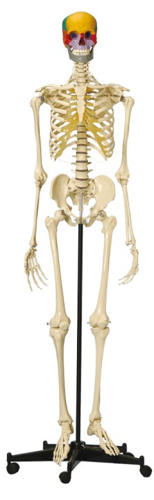 Skelett mit farbigem Steckschädel