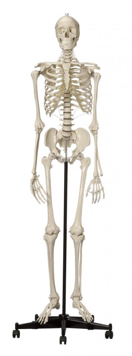 Anatomical Model - Safety skeleton