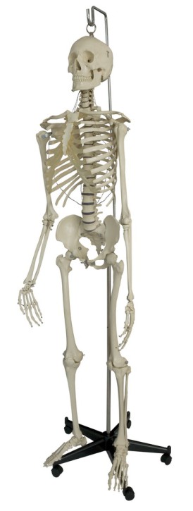 Anatomical Model - Hang-Up Mounted Skeleton without Stand