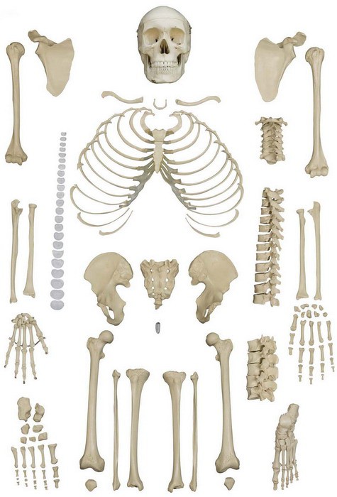 Anatomical Model - Disarticulated Skeleton