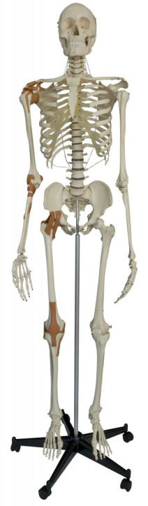 Anatomical Model - Skeleton with Ligaments