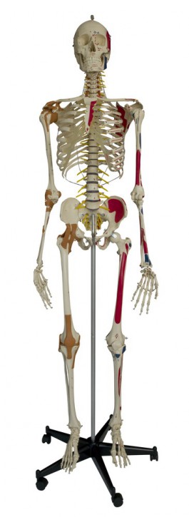 Anatomical Model - Super-Skeleton