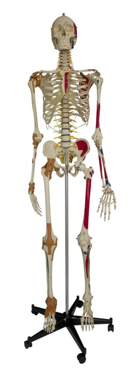 Anatomical Model - Super-Duper-Skeleton