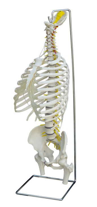 Anatomical Model - Spine with Thorax