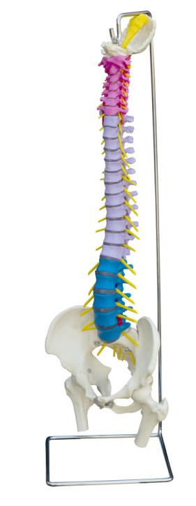 Anatomical Model - Coloured Human spine