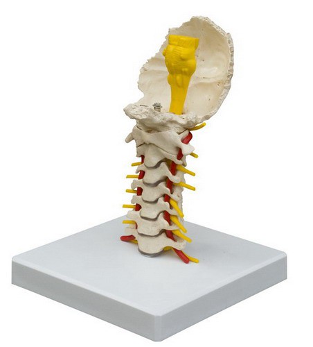 Anatomical Model - Cervical spine