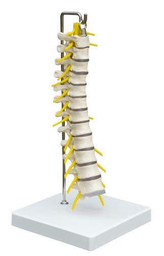 Anatomical Model - Thoracic spine