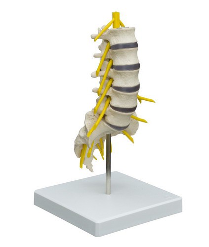 Anatomical Model - Lumbar spine