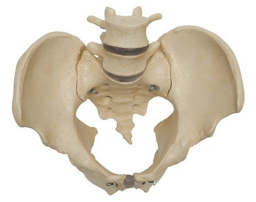 Anatomical Model - Male pelvis