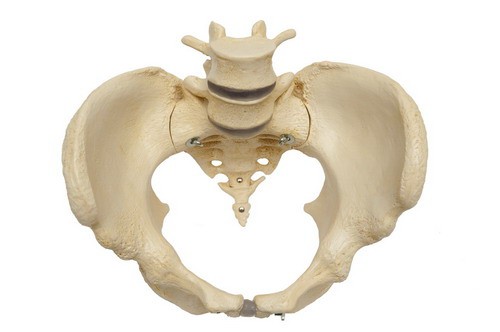 Anatomical Model - female pelvis